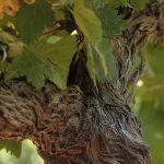 L’Escarelle, domaine viticole du Var
