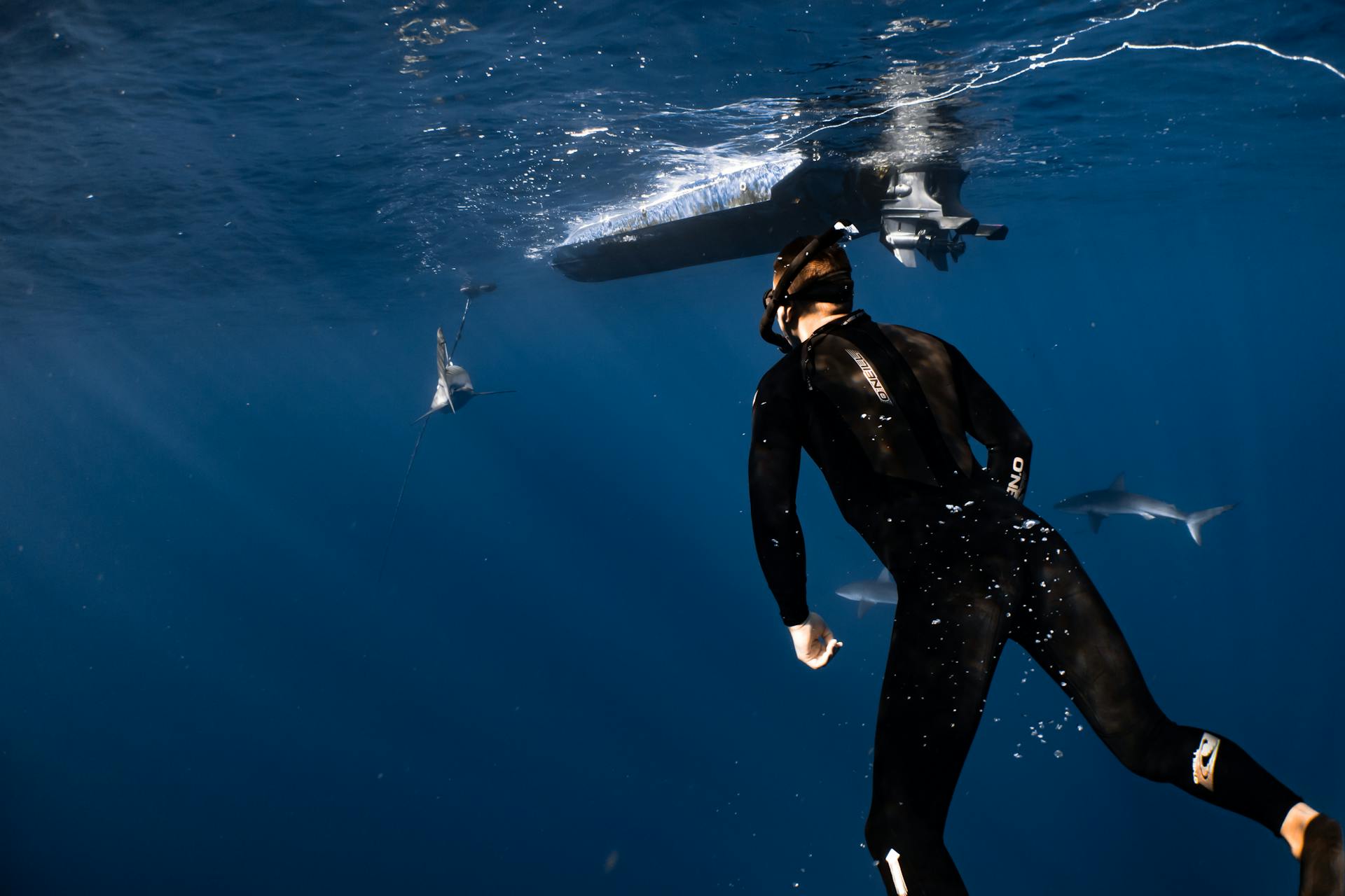 Sorties « dauphins et baleines » incroyables en Méditerranée !
